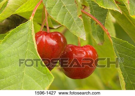 Close-up of Lambert cherries hanging on a tree View Large Photo Image Stock Photo - Close-up of Lambert cherries hanging on a tree. Fotosearch