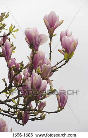 Close-up of Magnolia flowers View Large Photo Image Stock Photograph - Close-up of Magnolia flowers. Fotosearch