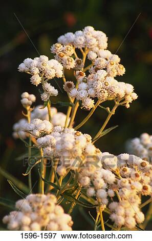 Close-up of Pearly Everlasting flowers, Mt St. Helens National Volcanic Monument, Washington State, USA View Large Photo Image Stock Photo - Close-up of Pearly Everlasting flowers, Mt St. Helens National Volcanic Monument, Washington State, USA. Fotosearch