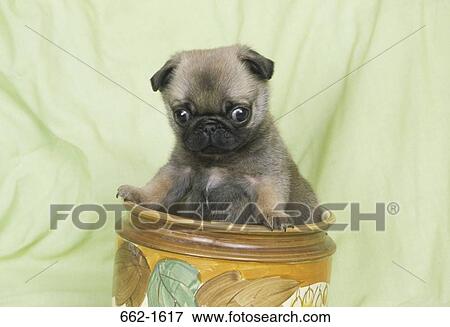Stock Photo - Close-up of Pug puppy in a jar. Fotosearch