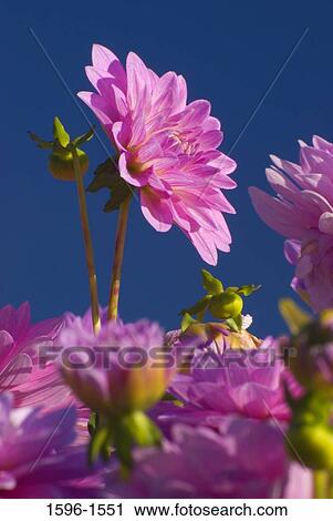 Close-up of Silverado Dahlia flowers View Large Photo Image Stock Image - Close-up of Silverado Dahlia flowers. Fotosearch
