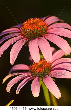 Stock Photograph - Close-up of two Coneflowers. Fotosearch