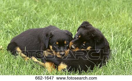 Close-up of two Rottweiler puppies playing in grass View Large Photo Image Stock Photo - Close-up of two Rottweiler puppies playing in grass. Fotosearch