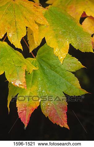 Stock Image - Close-up of vine maple leaves. Fotosearch