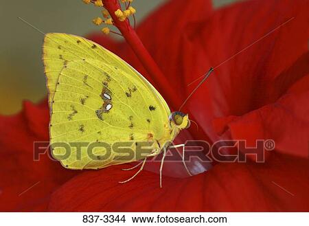 Cloudless Sulphur butterfly (Phoebis sennae) pollinating a flower View Large Photo Image Picture - Cloudless Sulphur butterfly (Phoebis sennae) pollinating a flower. Fotosearch