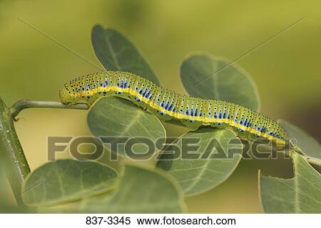 Stock Photography - Cloudless Sulphur butterfly (Phoebis sennae) caterpillar on a branch. Fotosearch