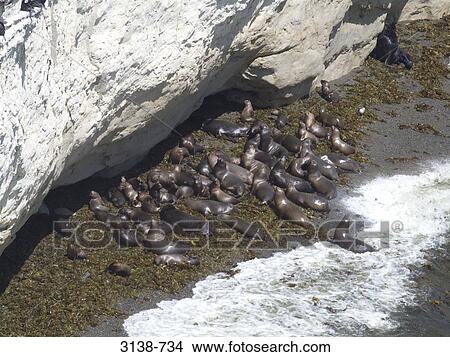 Colony of Sea lions (Otaria flavescens) on the beach, Punta Loma Nature Reserve, Puerto Madryn, Chubut, Patagonia, Argentina View Large Photo Image Picture - Colony of Sea lions (Otaria flavescens) on the beach, Punta Loma Nature Reserve, Puerto Madryn, Chubut, Patagonia, Argentina. Fotosearch