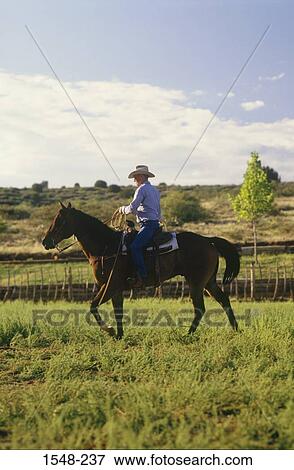 Cowboy horseback riding in a ranch, Arizona, USA View Large Photo Image Stock Photo - Cowboy horseback riding in a ranch, Arizona, USA. Fotosearch