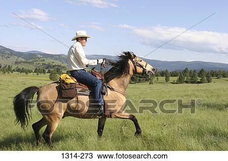 Cowboy riding a horse, Montana, USA View Large Photo Image Stock Image - Cowboy riding a horse, Montana, USA. Fotosearch