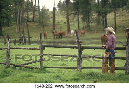 Cowboy smoking a pipe with a herd of horses in the background, Arizona, USA View Large Photo Image Stock Image - Cowboy smoking a pipe with a herd of horses in the background, Arizona, USA. Fotosearch