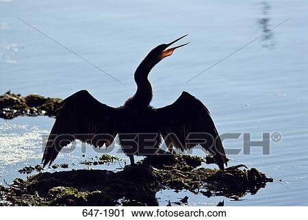 Crested cormorant (Phalacrocorax auritus) calling View Large Photo Image Stock Image - Crested cormorant (Phalacrocorax auritus) calling. Fotosearch