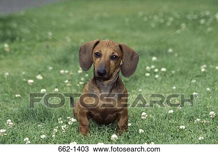 Dachshund dog in a field View Large Photo Image Stock Image - Dachshund dog in a field. Fotosearch