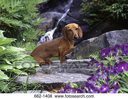 Stock Photo - Dachshund dog sitting on a rock. Fotosearch
