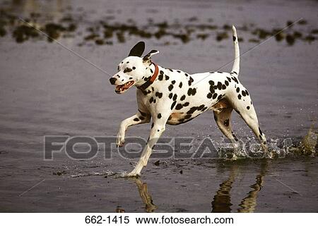 Dalmatian running in water View Large Photo Image Stock Photography - Dalmatian running in water. Fotosearch