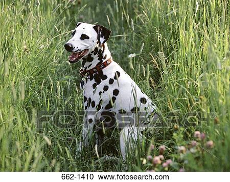 Dalmatian sitting in a field View Large Photo Image Stock Image - Dalmatian sitting in a field. Fotosearch