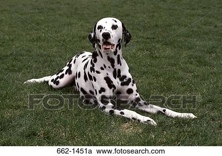 Dalmatian sitting in a lawn View Large Photo Image Stock Image - Dalmatian sitting in a lawn. Fotosearch