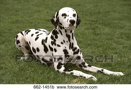 Dalmatian sitting in a lawn View Large Photo Image Stock Image - Dalmatian sitting in a lawn. Fotosearch