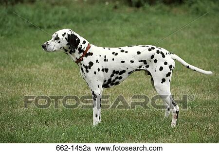Dalmatian standing in a lawn View Large Photo Image Stock Image - Dalmatian standing in a lawn. Fotosearch