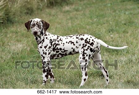 Dalmatian standing in a lawn View Large Photo Image Stock Photo - Dalmatian standing in a lawn. Fotosearch