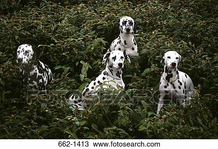 Dalmatians in a field View Large Photo Image Stock Image - Dalmatians in a field. Fotosearch