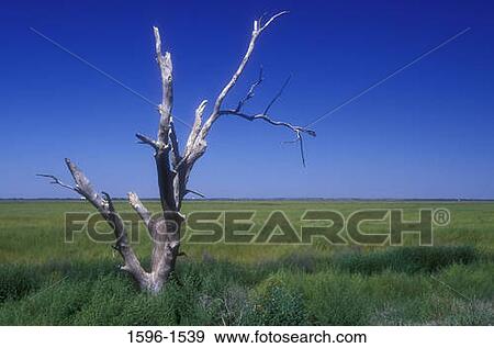 Stock Photo - Dead tree in a field, Cheyenne Bottoms Wildlife Area, Kansas, USA. Fotosearch