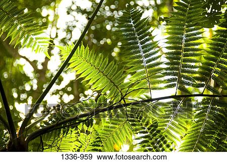Stock Photo - Details of leaves on a tree. Fotosearch