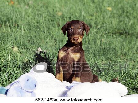 Doberman Pinscher in a lawn with toys View Large Photo Image Stock Image - Doberman Pinscher in a lawn with toys. Fotosearch
