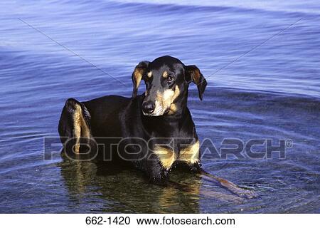 Stock Image - Doberman Pinscher sitting in a lake. Fotosearch
