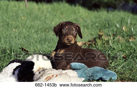 Stock Image - Doberman Pinscher sitting in a lawn with toys. Fotosearch