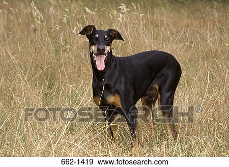 Doberman Pinscher standing in a lawn View Large Photo Image Stock Photo - Doberman Pinscher standing in a lawn. Fotosearch