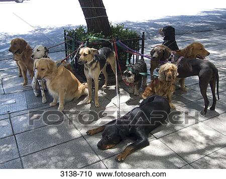 Dogs tied up with a tree waiting for their walker, Buenos Aires, Argentina View Large Photo Image Stock Image - Dogs tied up with a tree waiting for their walker, Buenos Aires, Argentina. Fotosearch