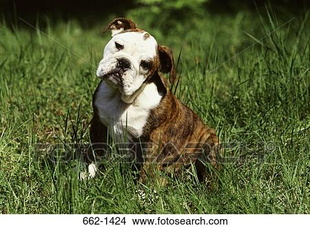 English Bulldog in a field View Large Photo Image Picture - English Bulldog in a field. Fotosearch