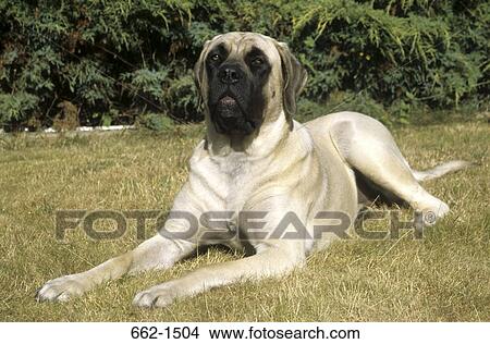 English Mastiff View Large Photo Image Picture - English Mastiff. Fotosearch
