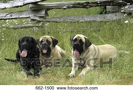 Stock Image - English Mastiff. Fotosearch