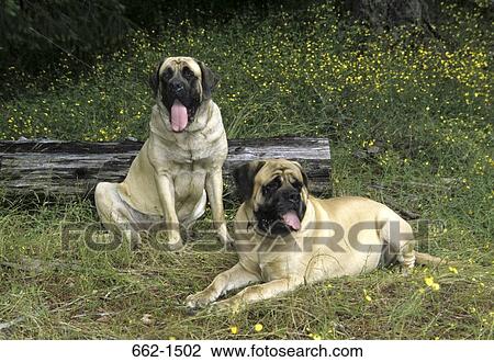 Stock Image - English Mastiff. Fotosearch
