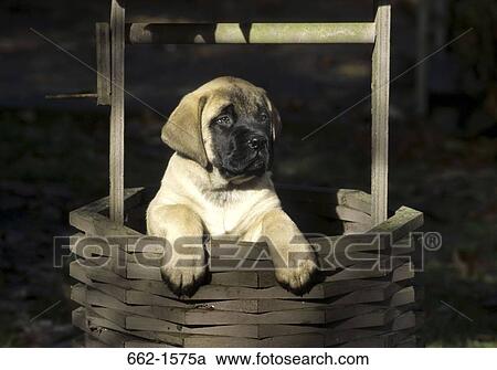 English Mastiff View Large Photo Image Stock Image - English Mastiff. Fotosearch
