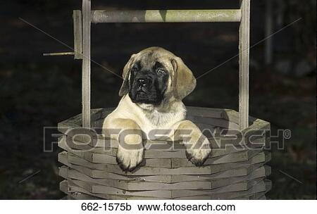 English Mastiff View Large Photo Image Stock Image - English Mastiff. Fotosearch