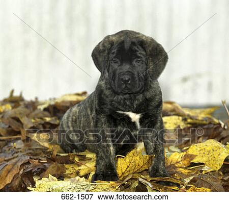 English Mastiff View Large Photo Image Stock Photo - English Mastiff. Fotosearch