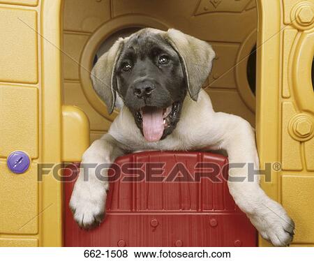 English Mastiff View Large Photo Image Stock Photo - English Mastiff. Fotosearch