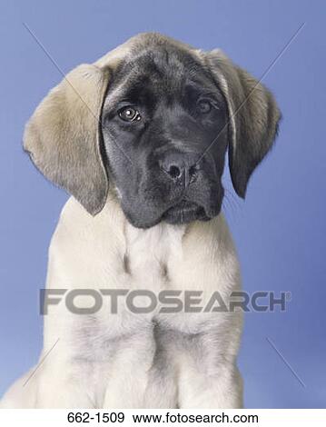 Stock Photo - English Mastiff. Fotosearch