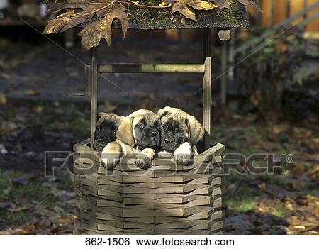 English Mastiff View Large Photo Image Stock Photograph - English Mastiff. Fotosearch