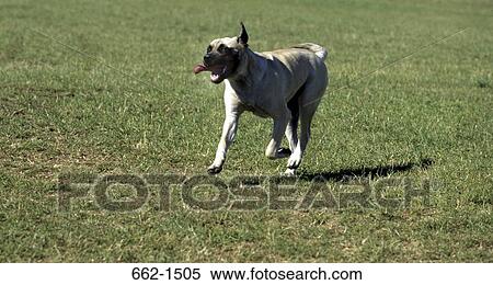 English Mastiff View Large Photo Image Stock Photography - English Mastiff. Fotosearch
