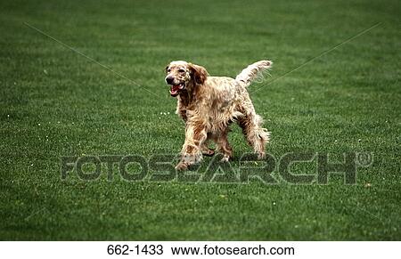 English Setter dog running in a lawn View Large Photo Image Stock Image - English Setter dog running in a lawn. Fotosearch