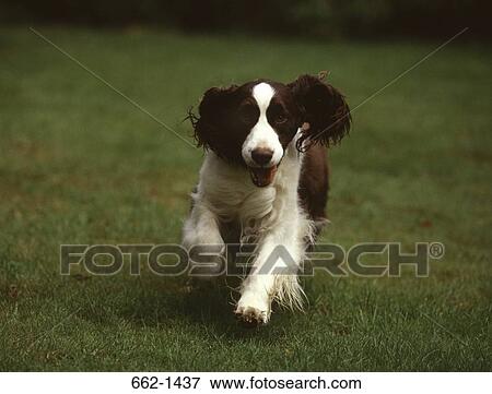 English Springer Spaniel dog running in a lawn View Large Photo Image Stock Photo - English Springer Spaniel dog running in a lawn. Fotosearch