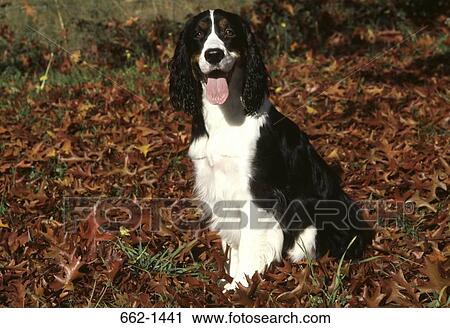 English Springer Spaniel dog sitting in a field View Large Photo Image Stock Image - English Springer Spaniel dog sitting in a field. Fotosearch