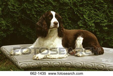 Stock Photography - English Springer Spaniel sitting on a bench. Fotosearch