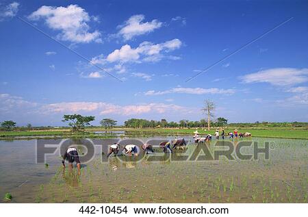 Farmers planting rice paddy in a field, Chiang Mai, Chiang Mai Province, Thailand View Large Photo Image Picture - Farmers planting rice paddy in a field, Chiang Mai, Chiang Mai Province, Thailand. Fotosearch