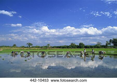Farmers planting rice paddy in a field, Chiang Mai, Chiang Mai Province, Thailand View Large Photo Image Stock Image - Farmers planting rice paddy in a field, Chiang Mai, Chiang Mai Province, Thailand. Fotosearch