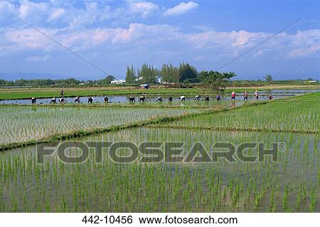 Farmers planting rice paddy in a field, Chiang Mai, Chiang Mai Province, Thailand View Large Photo Image Stock Photograph - Farmers planting rice paddy in a field, Chiang Mai, Chiang Mai Province, Thailand. Fotosearch