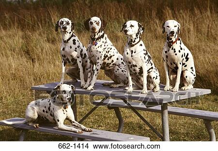 Five Dalmatians sitting on a picnic table View Large Photo Image Picture - Five Dalmatians sitting on a picnic table. Fotosearch